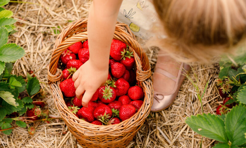 Mädchen sammelt Erdbeeren in ihrem Korb.