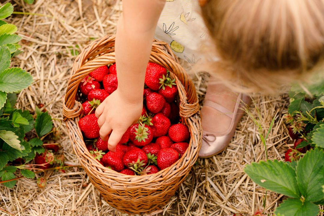 Mädchen sammelt Erdbeeren in ihrem Korb.